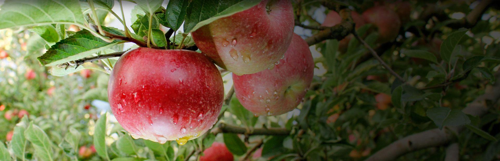 Slajd 3 - jabłka na gałęzi